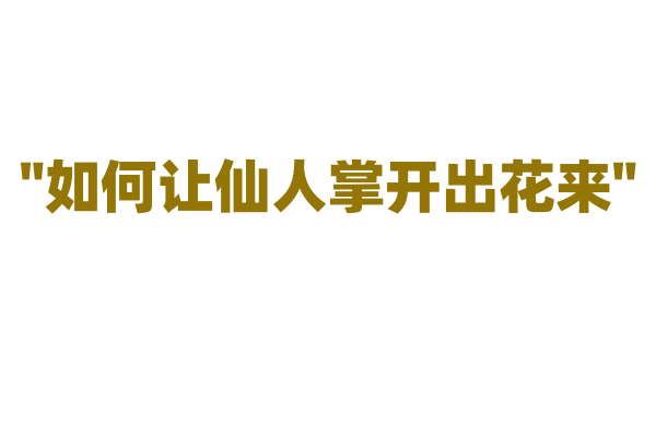 "如何让仙人掌开出花来"